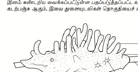 11th Standard Zoology Practical Model Paper (Tamil Medium) ~ TNSCHOOLS ...