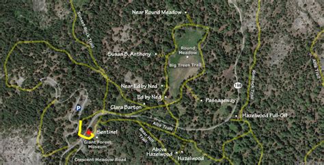 Image result for What Is a Sentinel Tree