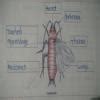 external structure of cockroach class 11 - Brainly.in