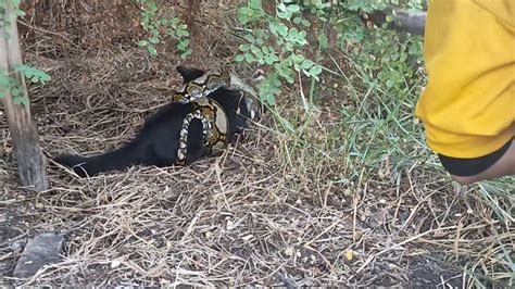 Image result for Cat Python Attack