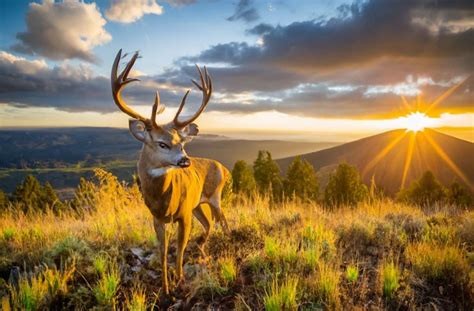 North Carolina Deer Season 2025-2026: Latest Schedules, Licenses ...