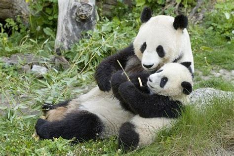 Image result for Panda Example in Python