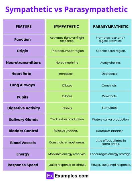 The Parasympathetic Nervous System Explained