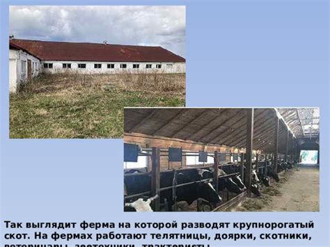 Профессия животновод - Дошкольное образование - Презентации - Дошкольникам