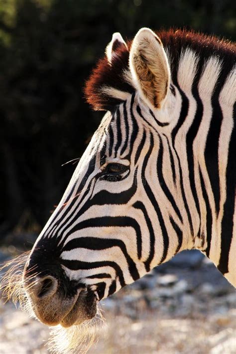 Image result for Zebra Side View