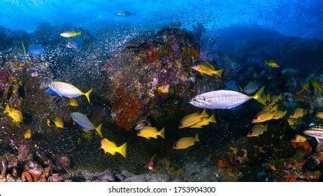 Image result for Predictive Coding in Image Compression