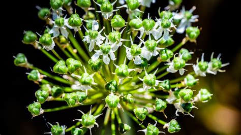 Wallpaper flower, buds, plant, macro, petals hd, picture, image
