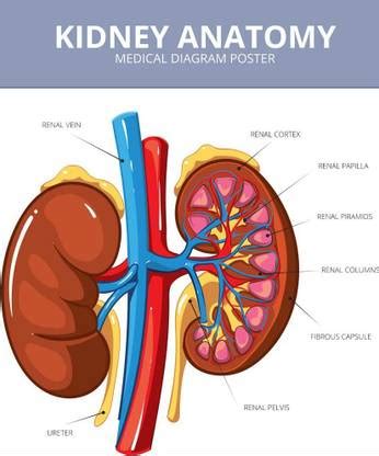 Human Kidney Anatomy Poster for Hospital Poster Nursing Home Poster ...