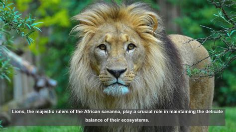 10 Key Facts: How Lions Maintain Ecosystem B... | Open Video