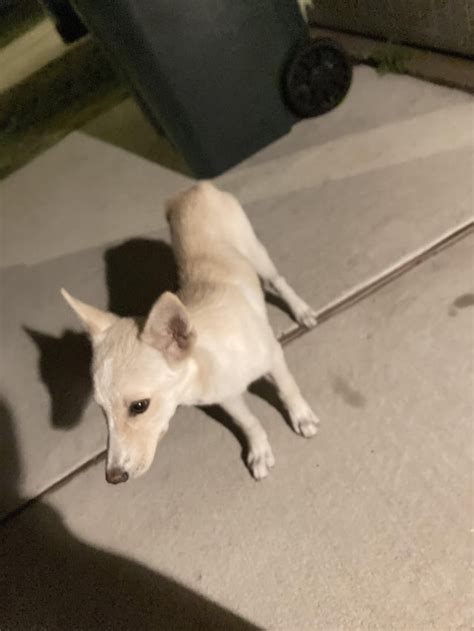 Image result for Cockapoo Shedding