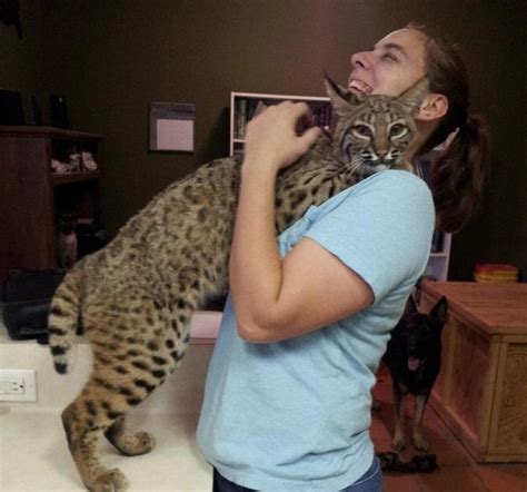 Exotic Pet Care: Bobcats as Pets - PetHelpful