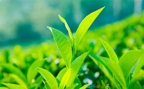 Herbal Teas for Weight Loss: Boost Your Metabolism Naturally – Baton Tea