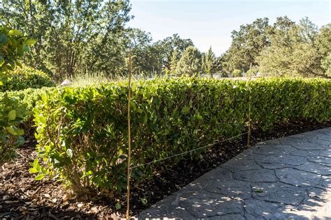 Trim Hedges In Spanish at Landon Artis blog