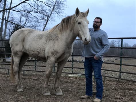 10 Fascinating Facts About The American Cream Draft Horse – JGJR