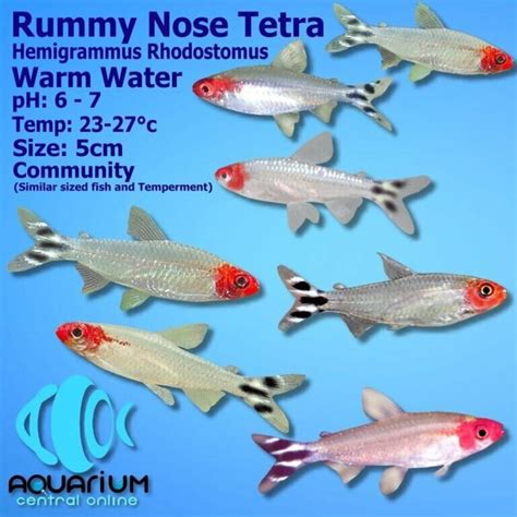 rummy nose tetra aggressive apk v3.9.4