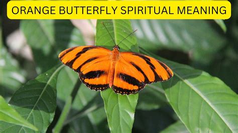 What Is The Spiritual Meaning Of An Orange Butterfly at Jimmy Milam blog