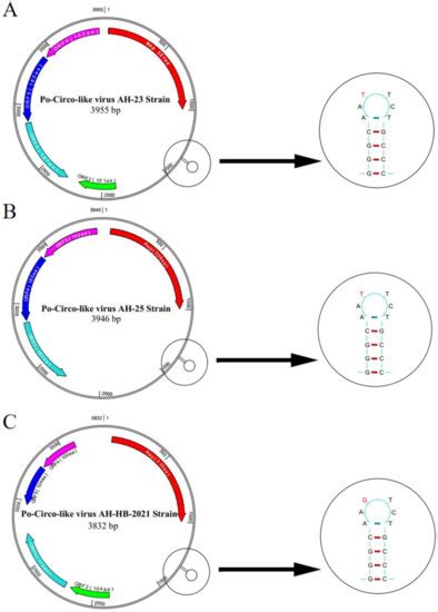 Epidemiology and Evolution of Emerging Porcine Circovirus-like Viruses ...