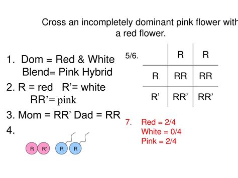 Image result for Incomplete Dominance Real Life Example
