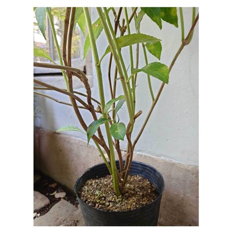 Dichroa febrifuga (variegated) | Seeding