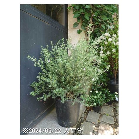 Westringia fruticosa（purple flower） | Seeding