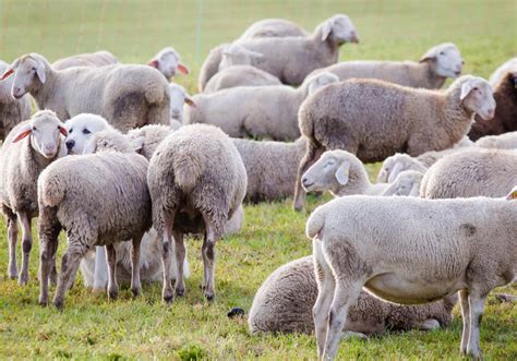 Landestierärzte: Neuer Online-Dienst - UnserTirol24
