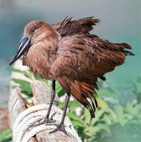 26 COMMON Birds Found in South Africa! (2026) - Bird Watching HQ