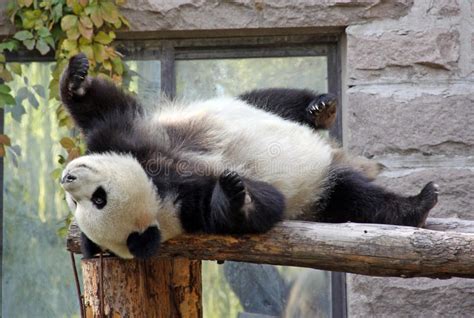 中国 在北京动物园的熊猫 库存图片. 图片 包括有 在北京动物园的熊猫, 中国 - 65103421