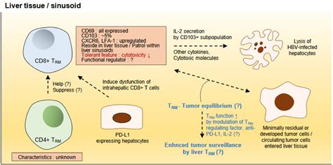 Tissue-Resident Lymphocytes: Implications in Immunotherapy for ...