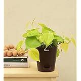 Ugaoo Golden Fern Plant with Self Watering Pot : Amazon.in: Garden ...