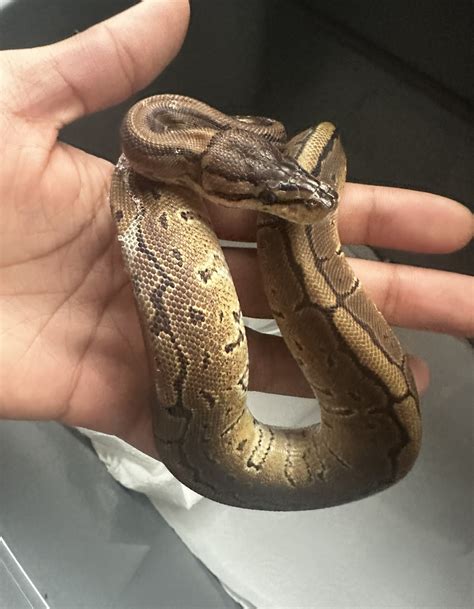 Image result for Ball Python India