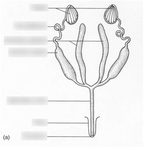 Image result for Insect reproductive system Insect Fertilization