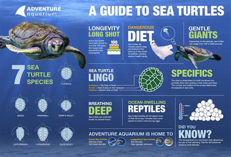 Guide to Sea Turtles Sea Turtle Diet, Turtle Aquarium, Turtle Facts ...