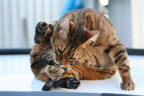 Browsing Animals 的图像结果