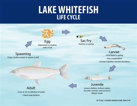 Lake Whitefish | Michigan Sea Grant