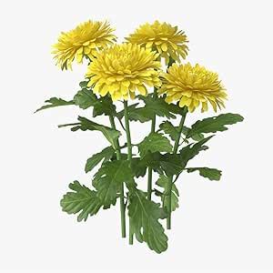 Fresh Chrysanthemum/Shevanti Flower Yellow, 250 g : Amazon.in: Grocery ...