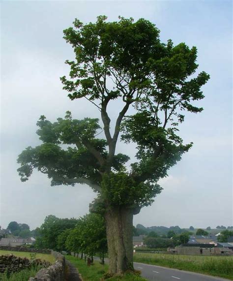 Lightning Tree 的图像结果