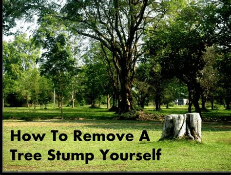 Tree Stump Removal Tricks 的图像结果