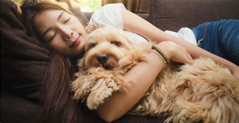 Image result for Cockapoo as Pets