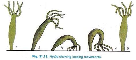 show the movement of hydra with diagram - Brainly.in