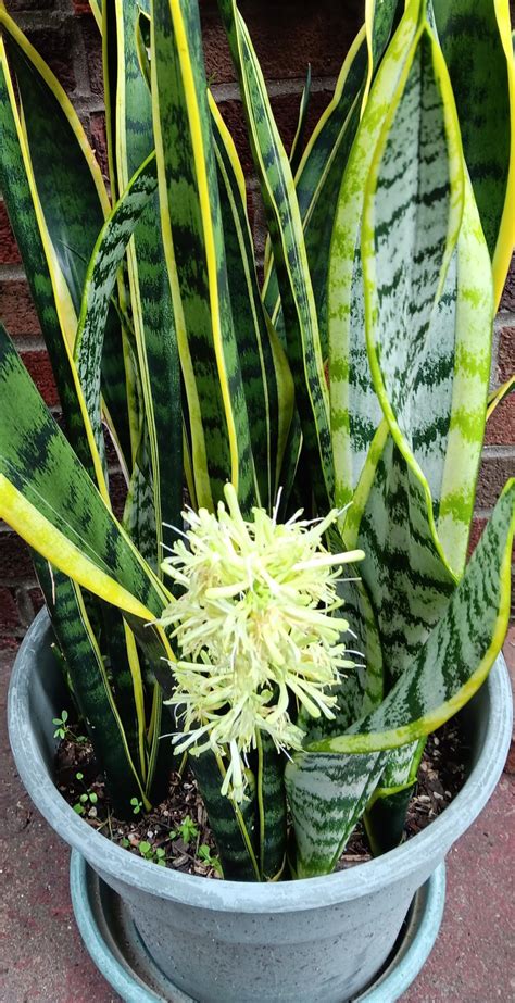 Flowers From July : r/SnakePlants