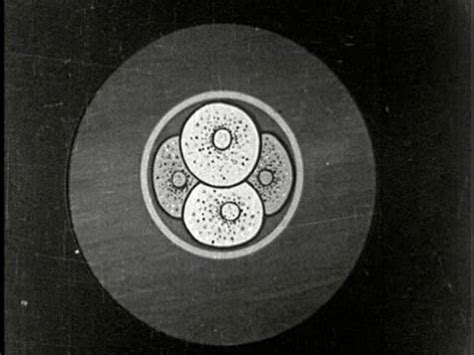 Image result for Cell Adaptation Cartoon