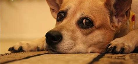 Sanjay Manaktalas Post On His Dogs Death