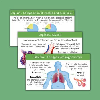 Image result for Free Science Lessons Gas Exchange