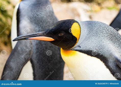 Portrait of a King-Emperor Penguin Looking Left with it S Long Beak ...