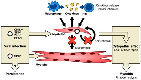 Arboviruses and Muscle Disorders: From Disease to Cell Biology