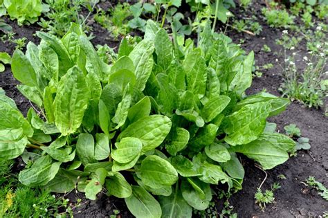 How To Grow & Care For Sorrel | Horticulture.co.uk