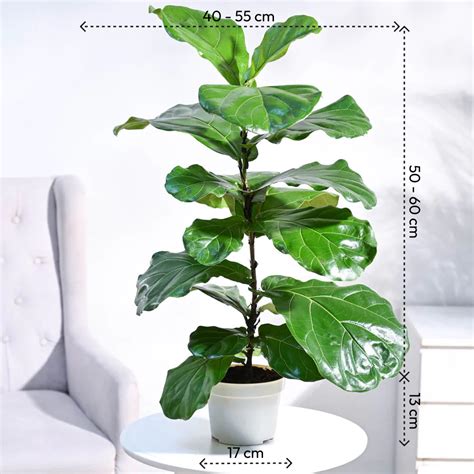 Fiddle Leaf Fig Plant – Ugaoo