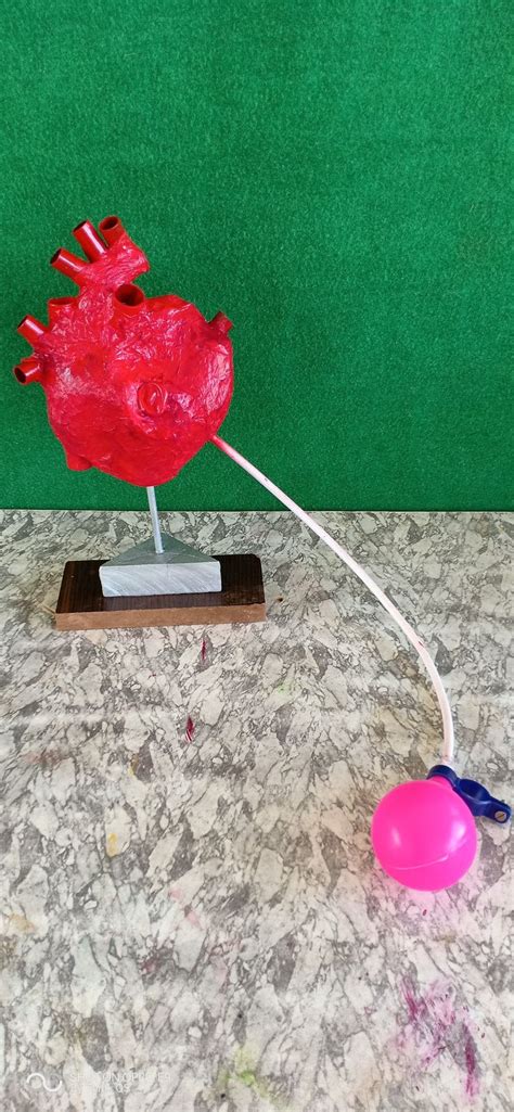 Working Model of Heart 的图像结果