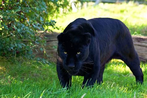 [100+] Black Panther Animal Wallpapers | Wallpapers.com