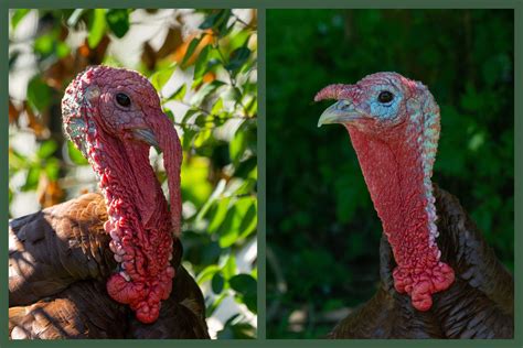 10 Things You Didn't Know About Turkeys